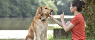 femme dresse chien